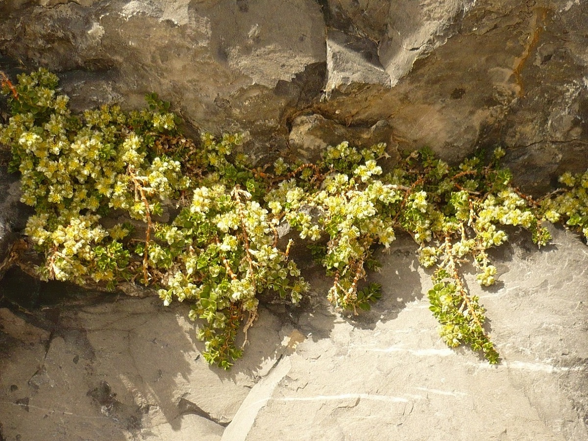 Paronychia kapela subsp. serpyllifolia (Caryophyllaceae)